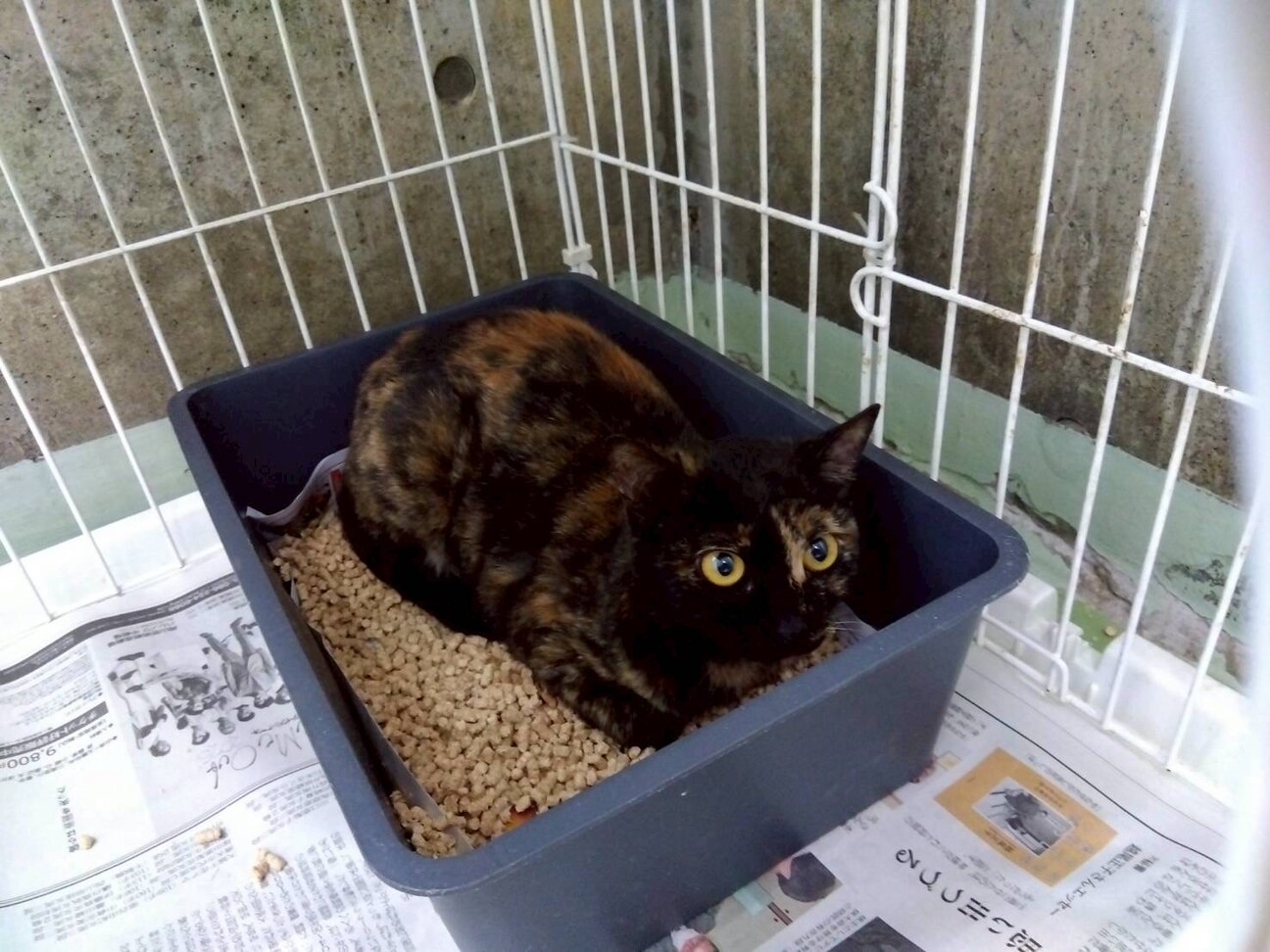 サビ柄の女の子【はんこ】ちゃん♡ サムネイル4