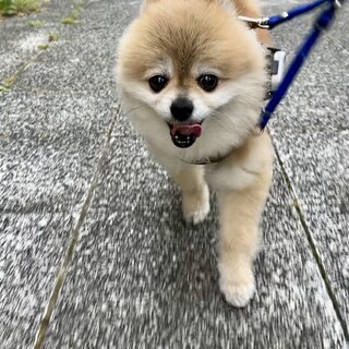 元気いっぱいポメラニアンの蘭丸くん