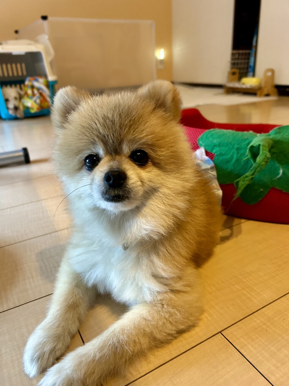 元気いっぱいポメラニアン」埼玉県 - 犬の里親募集(518973) 2