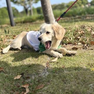 1歳のチワックス