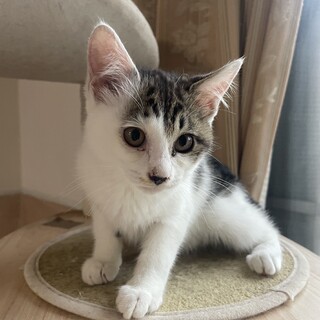 お耳の大きな可愛い模様の子猫ちゃん♩