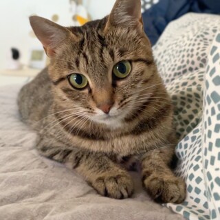 しっぽを無くしたコロちゃん！心奪われる可愛さ♡