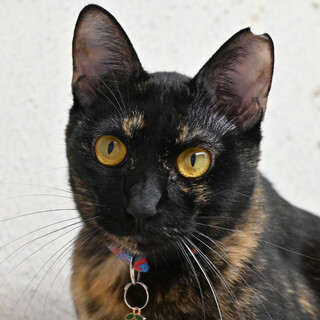 みっこ：神秘的？実はおもちゃ大好き