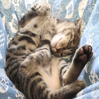 ゴロゴロ甘えん坊キジトラ男子！生後4ヵ月