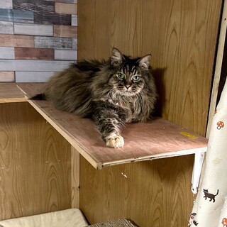 お目目ぱっちりの長毛の女の子