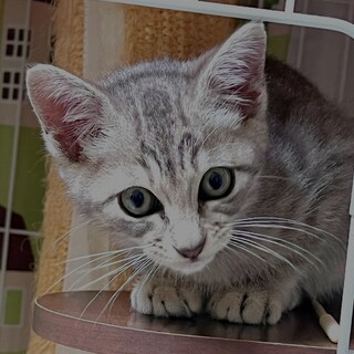 美人アメショ柄女の子