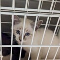 子供思いの母猫に育てられた子猫です。