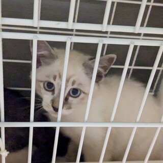 子供思いの母猫に育てられた子猫です。