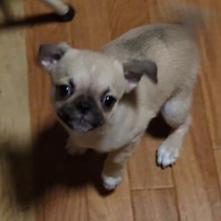 3月1日生まれのチワワ＆パグのMIX犬