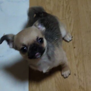 3月1日生まれのチワワ＆パグのMIX犬