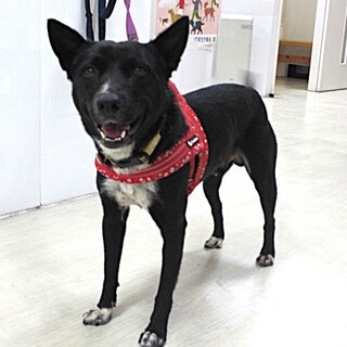 一見こわもてだけど、中身は優しくて気のいい甘えた君