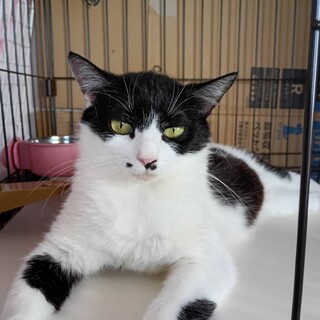 ホクロがチャームポイント！美人なハチワレお母さん