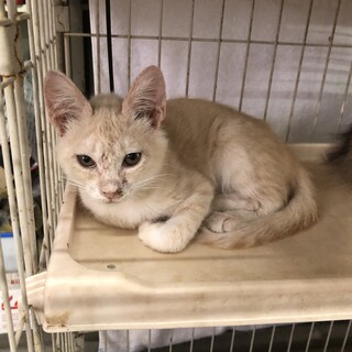 さすけねこ。が投稿した里親募集 :: ペットのおうち【里親決定29