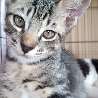 4/19誕生！元気で甘えん坊なキジトラ男の子