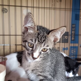 4/19誕生！やんちゃな可愛いキジトラ男の子