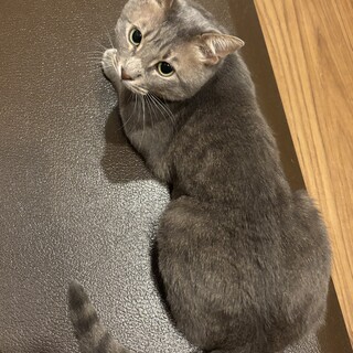 くっつくのが大好き　ずっと甘えたい　グレゴリオ