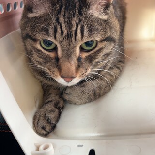 人懐っこくて元気です