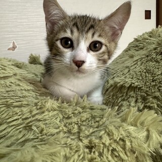 遊ぶ食べる寝るのが大好きなヤンチャ坊主★めめ君