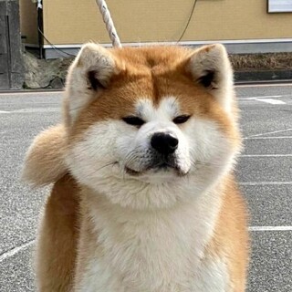 大人しくてやさしい秋田犬里親様募集中