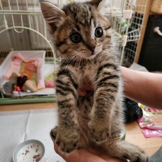 しっぽが渦巻きの柚ちゃん