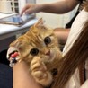マロン