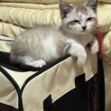 可愛い子猫の里親募集