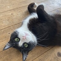 テト