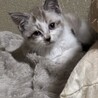 可愛い子猫の里親募集 サムネイル2