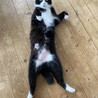 デフォルトはヘソ天