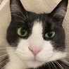 みどりの目が美しいイケメンにゃ