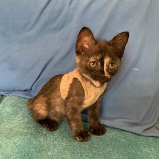 可愛い人懐こいさび猫 さつきちゃん３ヶ月