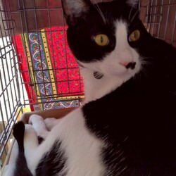 「ミニ譲渡会」サムネイル2