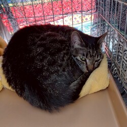 「ミニ譲渡会」サムネイル3