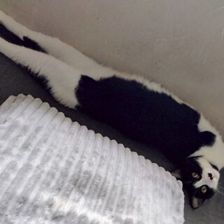 ☆人が大好き甘えん坊☆2024年春生まれ♂