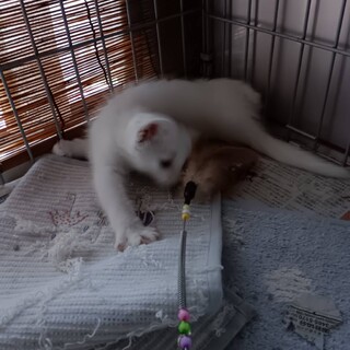 1ヵ月ほどのしらたまちゃん女の子と暮らしませんか？