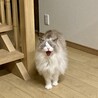 Nico 末永
