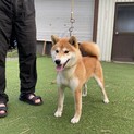 柴犬オス１歳半健康・長野県上田市