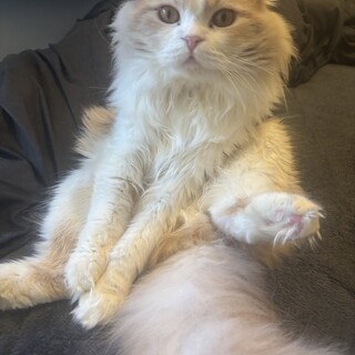 垂れ耳スコくん！