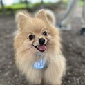 パピーみたいなポメのしょうが君♡
