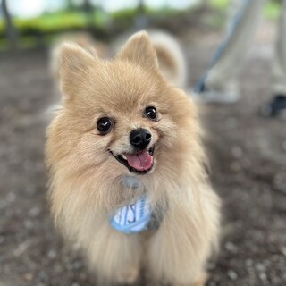 パピーみたいなポメのしょうが君♡