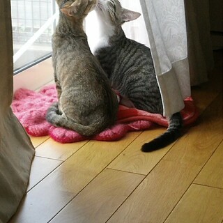 室内猫　兄弟　11歳