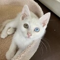 吸い込まれる瞳♡オッディ君2ヶ月