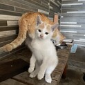 里親さん募集