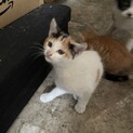 里親さん募集