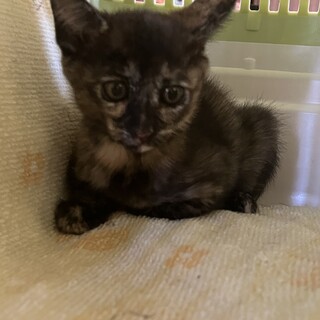 約2ヶ月のサビ猫の女の子