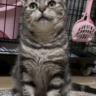 シルバータビ－純血種のポ－ラちゃん