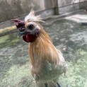 ニワトリ里親募集