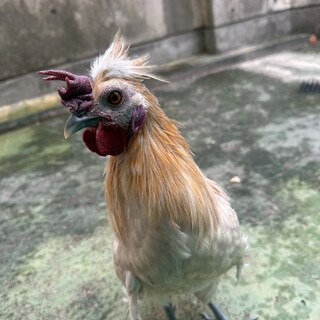 ニワトリ里親募集