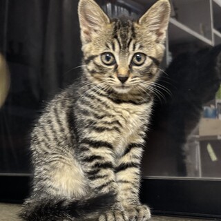 キジトラ2ヶ月女の子