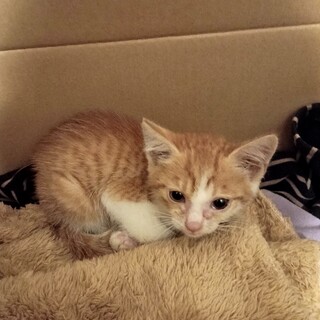 ２ヶ月ほどの猫ちゃん　里親様募集